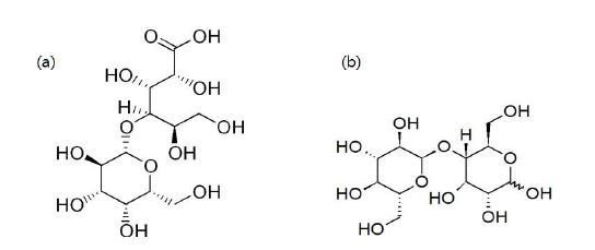친수성 작용기로 사용될 lactobionic acid 와 maltose 탄수화물 분자의 구조