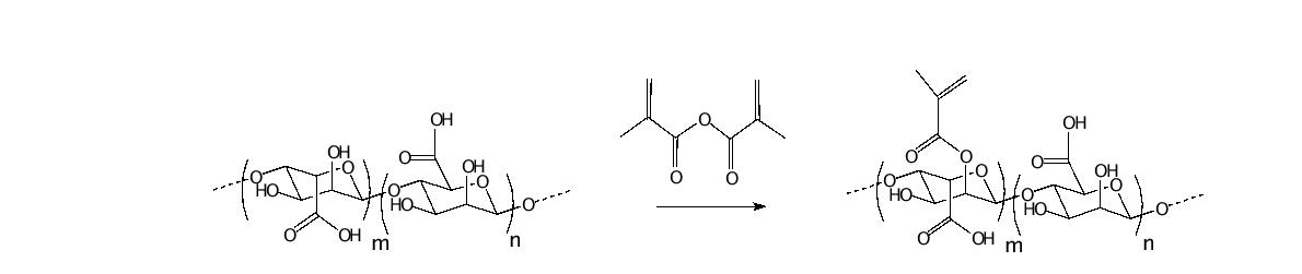 Methacrylated alginic acid (mAA)의 합성