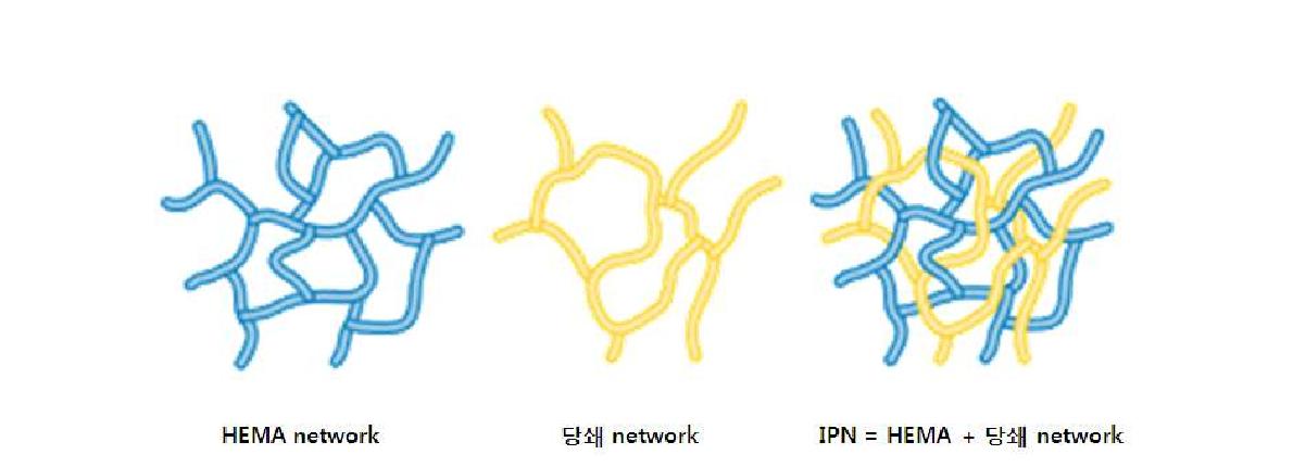 IPN에 의한 당쇄의 결합