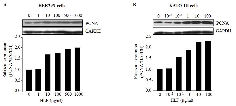 PCNA 발현에 있어서 락토페린의 영향