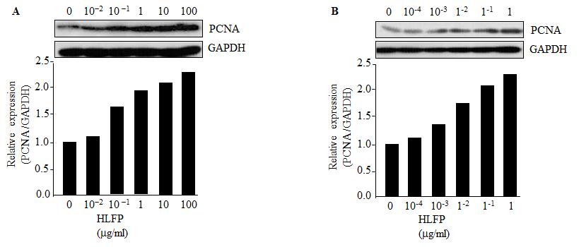 PCNA 발현에 있어서 락토페린 펩타이드의 영향
