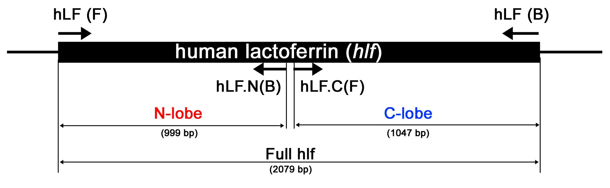사람 락토페린 full length, 락토페린 N-lobe 그리고 락토페린 C-lobe 부분의 모식도
