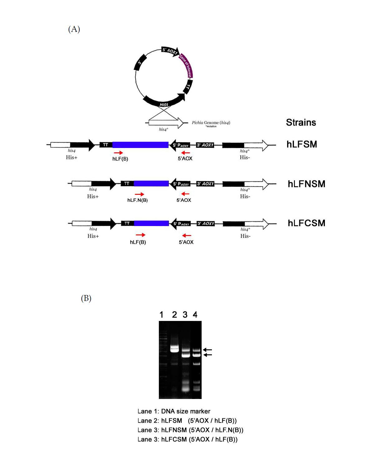 PCR을 통한 재조합 균주 hLFSM, hLFNSM 그리고 hLFCSM의 확인