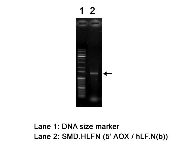 PCR을 통한 재조합 균주 SMD.HLFN의 확인