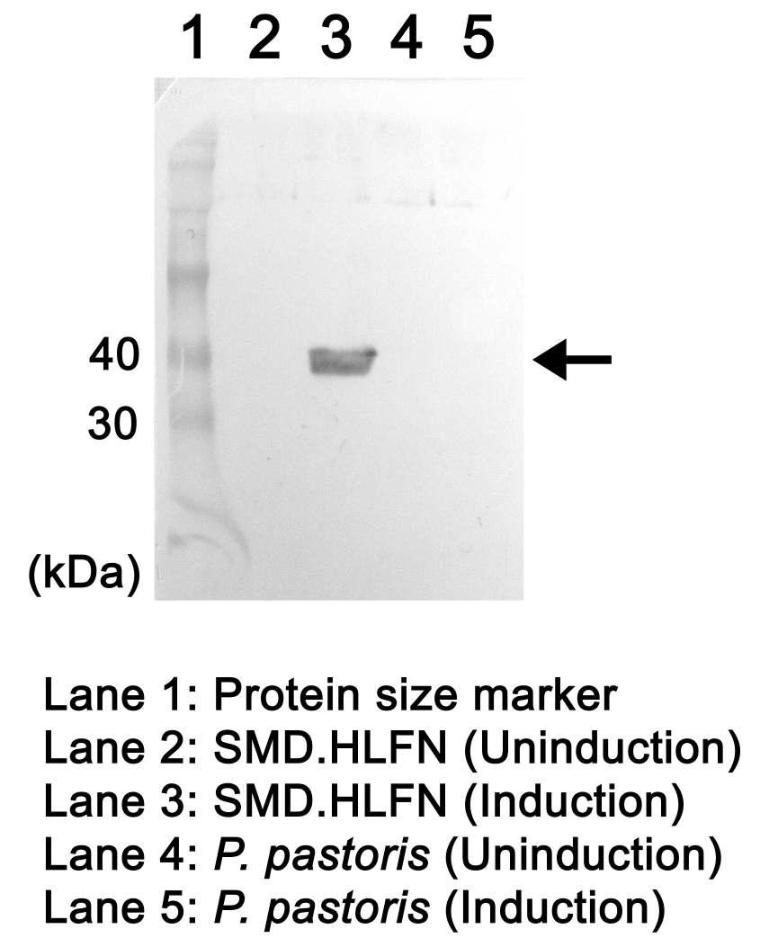 재조합균주 SMD.HLFN의 Western blotting