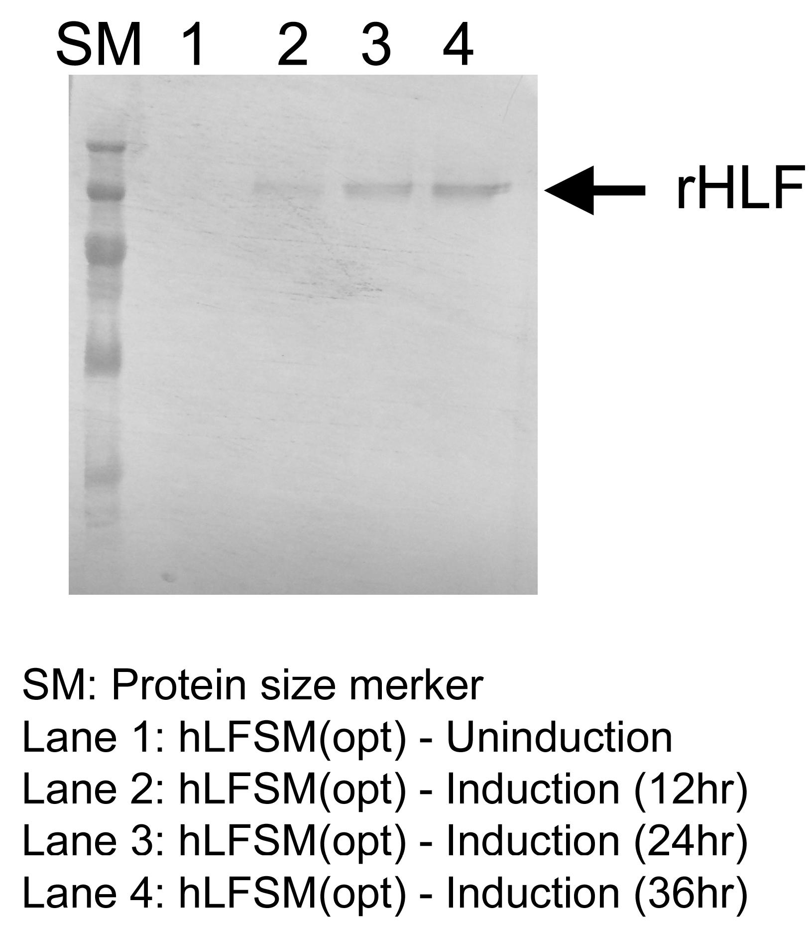 Western blotting(B)을 통한 재조합 균주 hLFSM(opt)로부터 사람 락토페린의 발현 재확인.