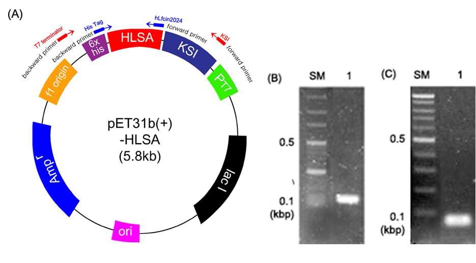 재조합 플라스미드 pET31b(+)-HLSA의 모식도(A) 및 PCR을 이용한 HLSA의 확인(B, C)