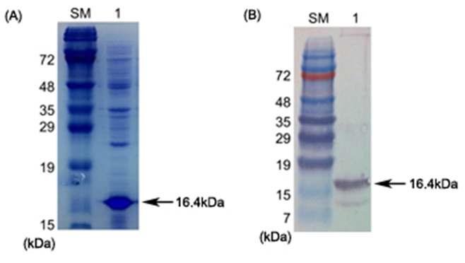 SDS-PAGE 및 Western blotting을 통한 KSI.HLSA fusion protein의 발현확인