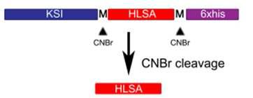 CNBr 처리를 통한 HLSA의 분리방법에 대한 모식도