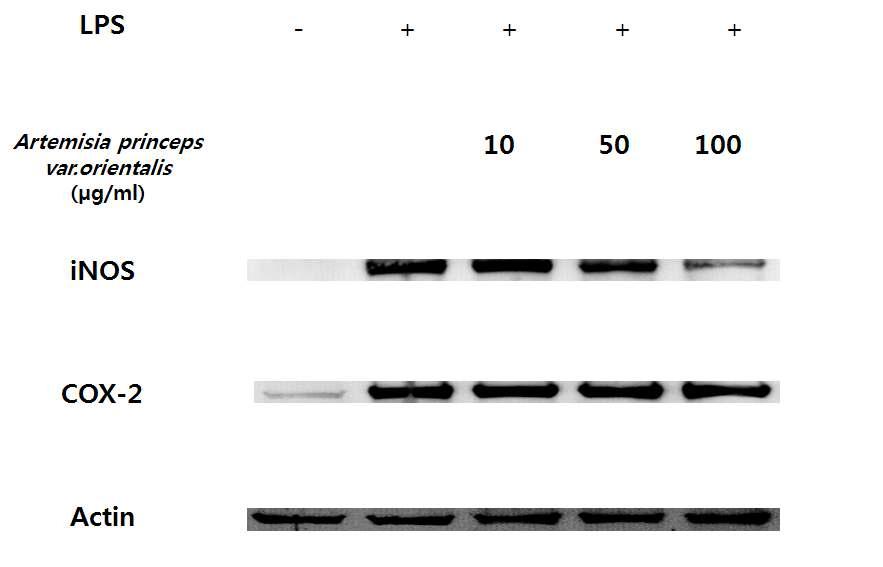 iNOS and COX-2 protein expression rate of Artemisia princeps var. orientalis