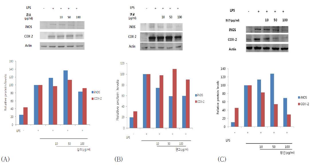 iNOS and COX-2 protein expression rates of Glycyrrhiza uralensis FISCH. (A), Forsythia suspensa Vahl. (B) and Coptis chinensis Franch