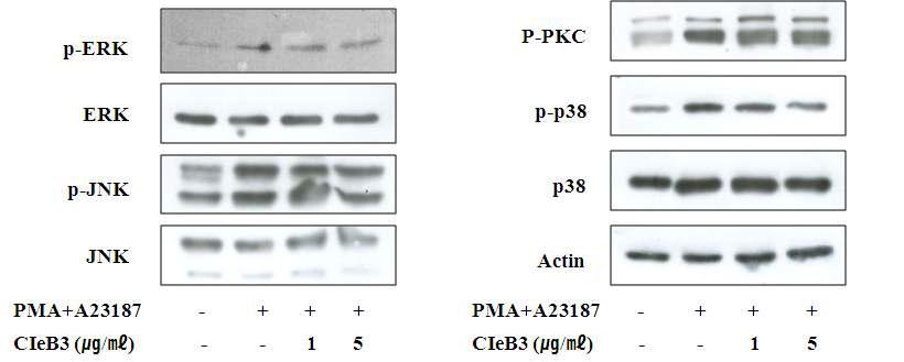 Effect of CIeB3 on phosphorylation PKC and MAP kinases in PMA/A23187-stimulated HMC-1 cells