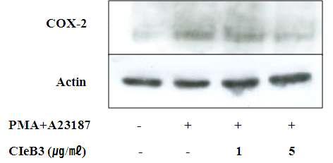 Effect of CIeB3 on COX-2 protein expression in PMA/A23187-stimulated HMC-1 cell