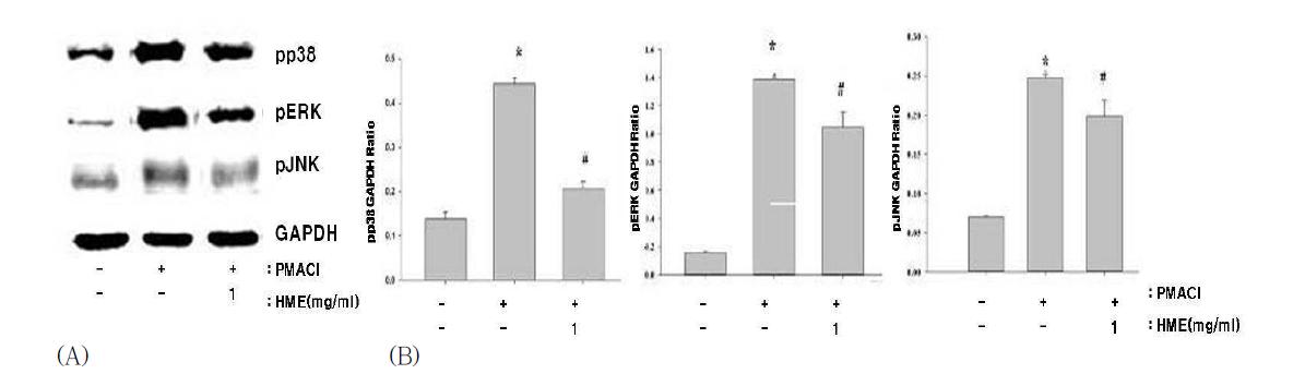 The effects of HME on the PMACI-stimulated pp38, pERK and pJNK, expression in HMC-1 cells