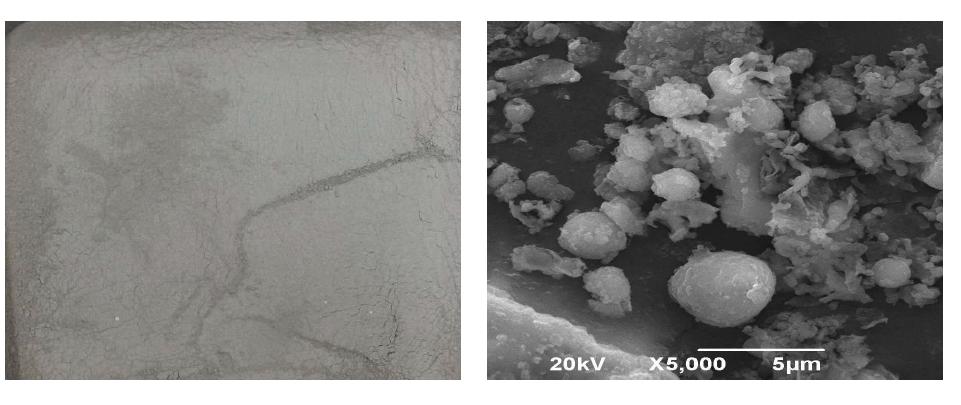 고칼슘플라이애시 시료 전경 및 SEM 측정결과