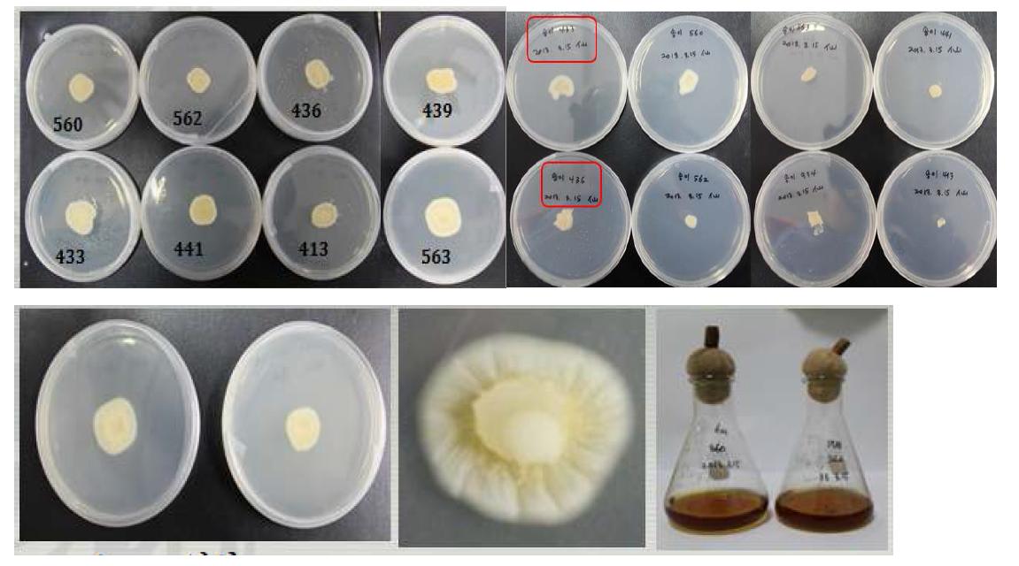 치상된 송이버섯 균사체 및 이의 액체배양