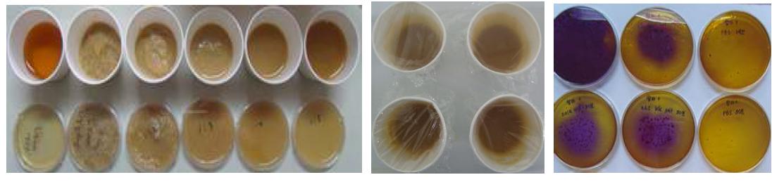 송이버섯 요플레 (송이버섯 0~10% 첨가) 및 MRS배지상의 유산균 생존도