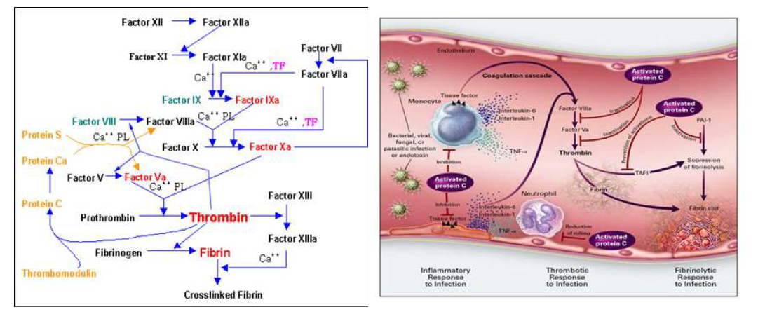 송이버섯의 항혈전 기작: 혈전 생성 관련인자 (factor들) 저해 및 혈소판 응집 초기 저해