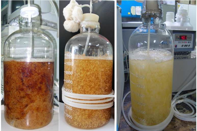 송이버섯 균사체의 대량배양(실험실 규모-액체발효)