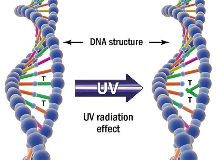 UV에 의한 DNA T염기 파괴 모형도