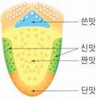 혀의 미각별 영역 구분