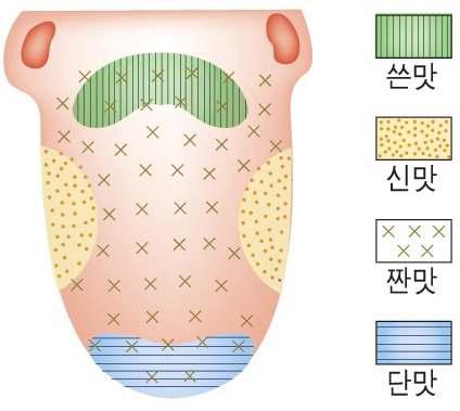 혀의 미각별 세부 영역