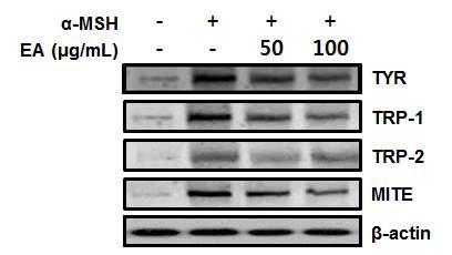 Inhibitory effects of EA fraction from D. lotus leaves on protein expression associated with α-MSH-induced melanogenesis in B 16 cells.