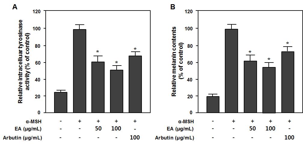 고욤잎 추출물 유래 EA분획물이 α-MSH로 활성화된 B 16 세포에서 tyrosinase 활성 및 멜라닌 함량 억제에 미치는 영향.