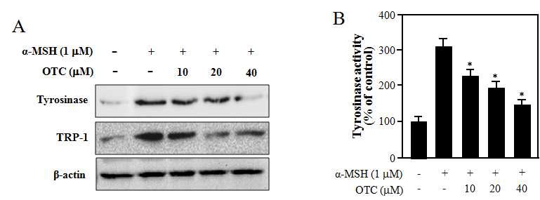 OTC가 α-MSH로 활성화된 B16 세포에서 tyrosinase 활성 및 관련된 분자발현에 미치는 영향.