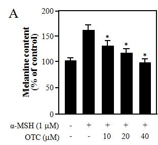 OTC가 α-MSH로 활성화된 B16 세포에서 melanine 생성에 미치는 영향.