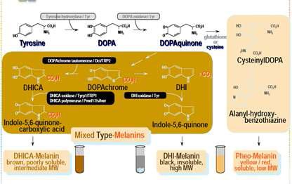 멜라닌 세포의 eu-melanin과 pheo-melanin 합성과정.