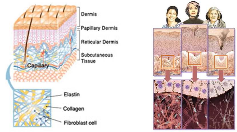 피부 조직 모식도와 노화에 따른 조직의 변화.