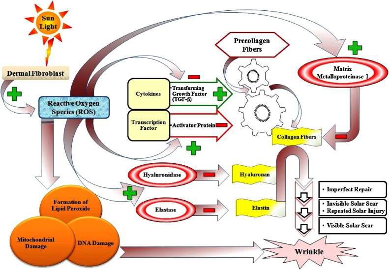 피부노화 기작 모식도.
