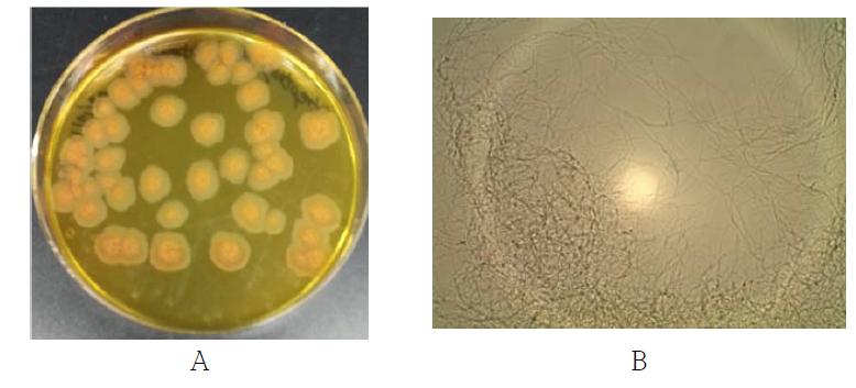 살균력이 우수한 SG 균주 A: YM배지에 접종하여 28℃, 7일간 배양, B: Microscope image (×400)