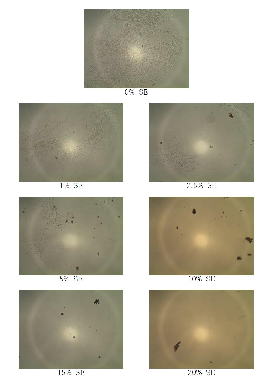 고삼추출물 (SE; Sophora flavescens Solander ex Aiton extracts)을 첨가한 YM 배지에서 SG 균주를 1일간 배양 후 현미경을 통한 균의 생장 확인 (× 400)