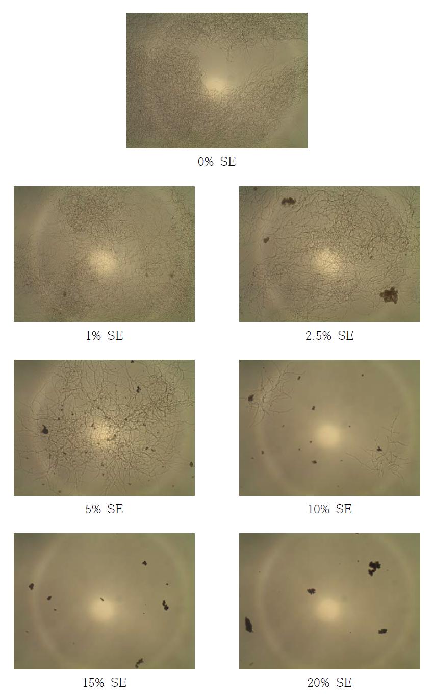 고삼추출물 (SE; Sophora flavescens Solander ex Aiton extracts)을 첨가한 YM 배지에서 SG 균주를 2일간 배양 후 현미경을 통한 균의 생장 확인 (× 400)