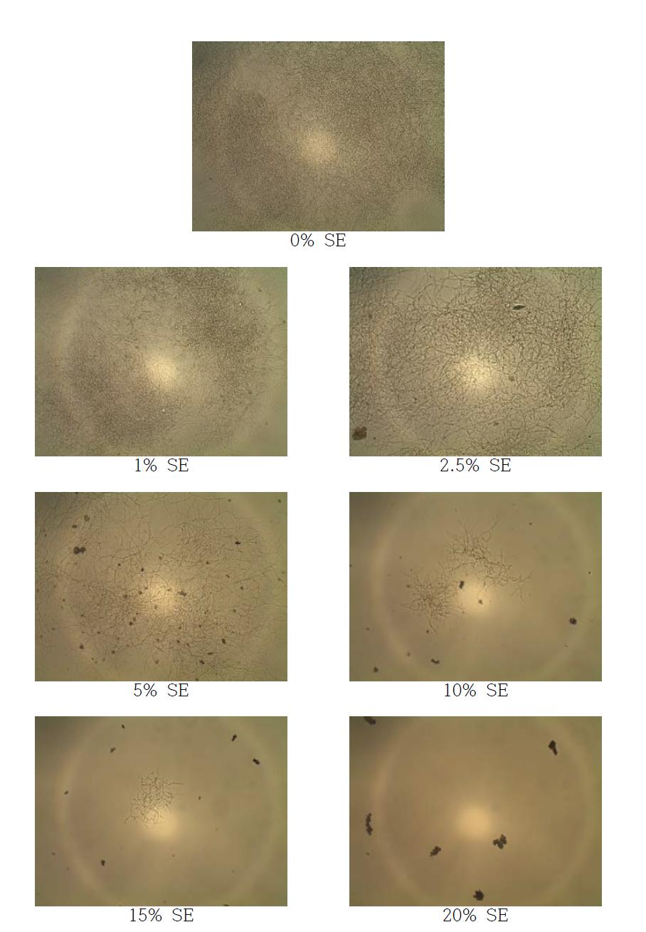 고삼추출물 (SE; Sophora flavescens Solander ex Aiton extracts)을 첨가한 YM 배지에서 SG 균주를 3일간 배양 후 현미경을 통한 균의 생장 확인 (× 400)