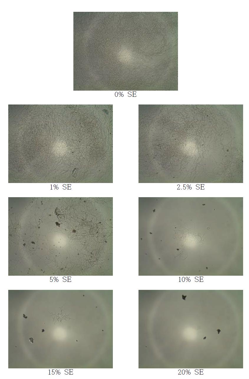 고삼추출물 (SE; Sophora flavescens Solander ex Aiton extracts)을 첨가한 YM 배지에서 SG 균주를 4일간 배양 후 현미경을 통한 균의 생장 확인 (× 400)