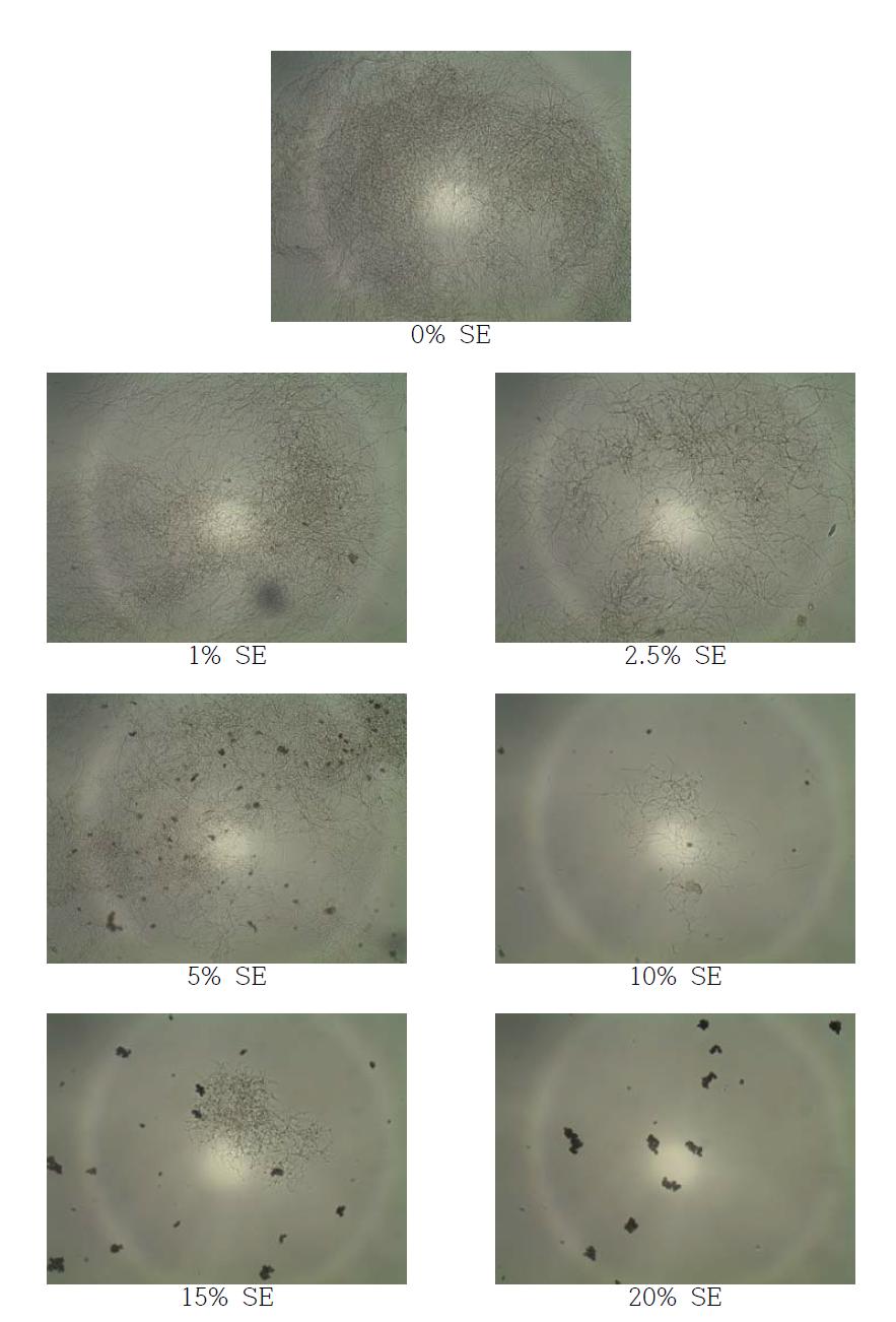 고삼추출물 (SE; Sophora flavescens Solander ex Aiton extracts)을 첨가한 YM 배지에서 SG 균주를 5일간 배양 후 현미경을 통한 균의 생장 확인 (× 400)