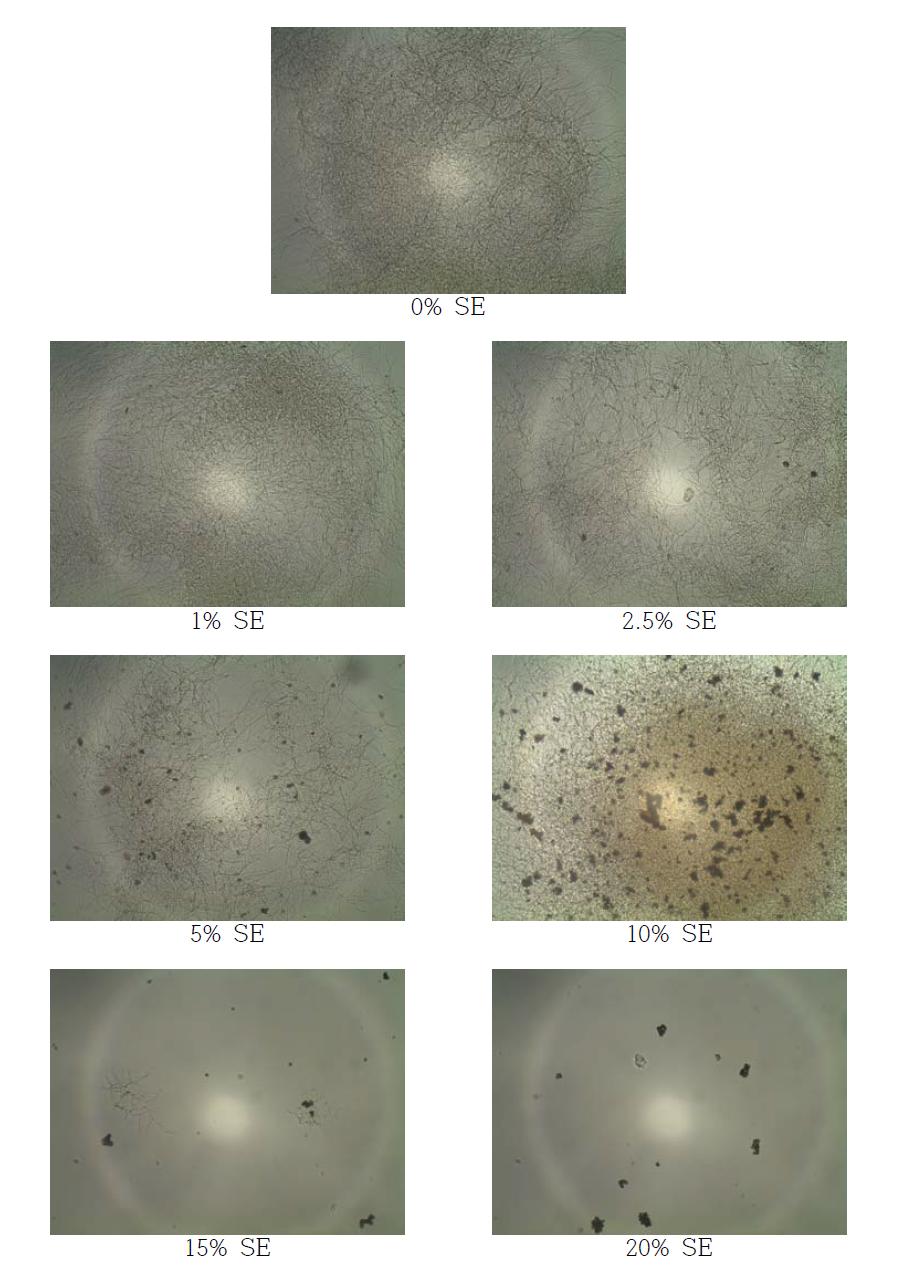 고삼추출물 (SE; Sophora flavescens Solander ex Aiton extracts)을 첨가한 YM 배지에서 SG 균주를 6일간 배양 후 현미경을 통한 균의 생장 확인 (× 400)