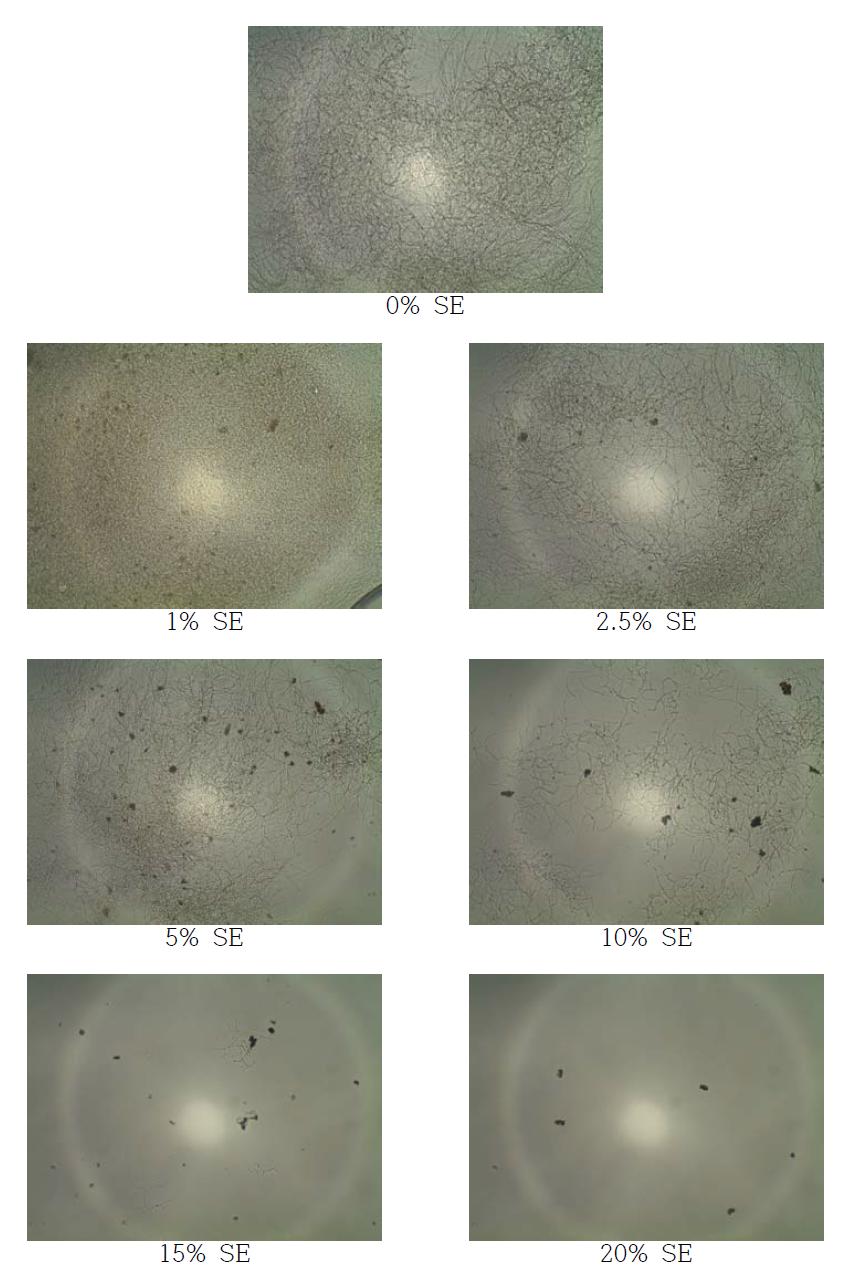 고삼추출물 (SE; Sophora flavescens Solander ex Aiton extracts)을 첨가한 YM 배지에서 SG 균주를 7일간 배양 후 현미경을 통한 균의 생장 확인 (× 400)