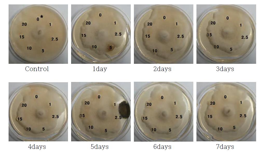 고삼추출물 (SE; Sophora flavescens Solander ex Aiton extracts)을 첨가한 YM 배지에서 SG 균주를 배양 후 Botrytis cinerea Pers. KACC 40854에 대한 항진균 활성 확인.