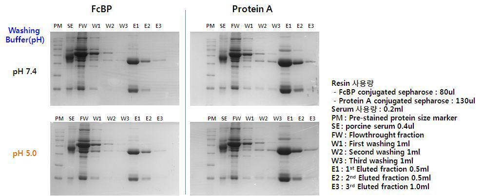 FcBP coupled resin과 Protein A resin을 이용한 Washing buffer 의 pH 7.4와 pH 5.0 에서 항체 정제 결과 비교