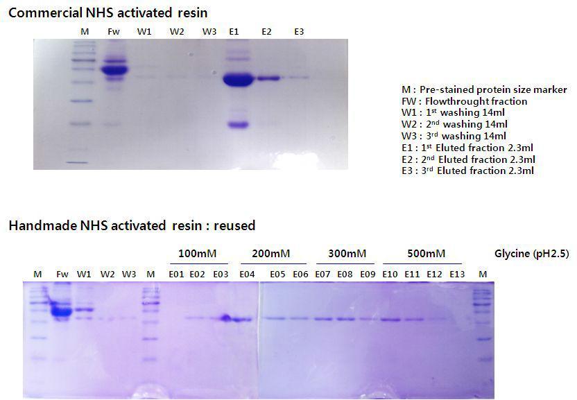 Commercial NHS activated resin 과 handmade NHS activated resin 항체 정제능 비교결과