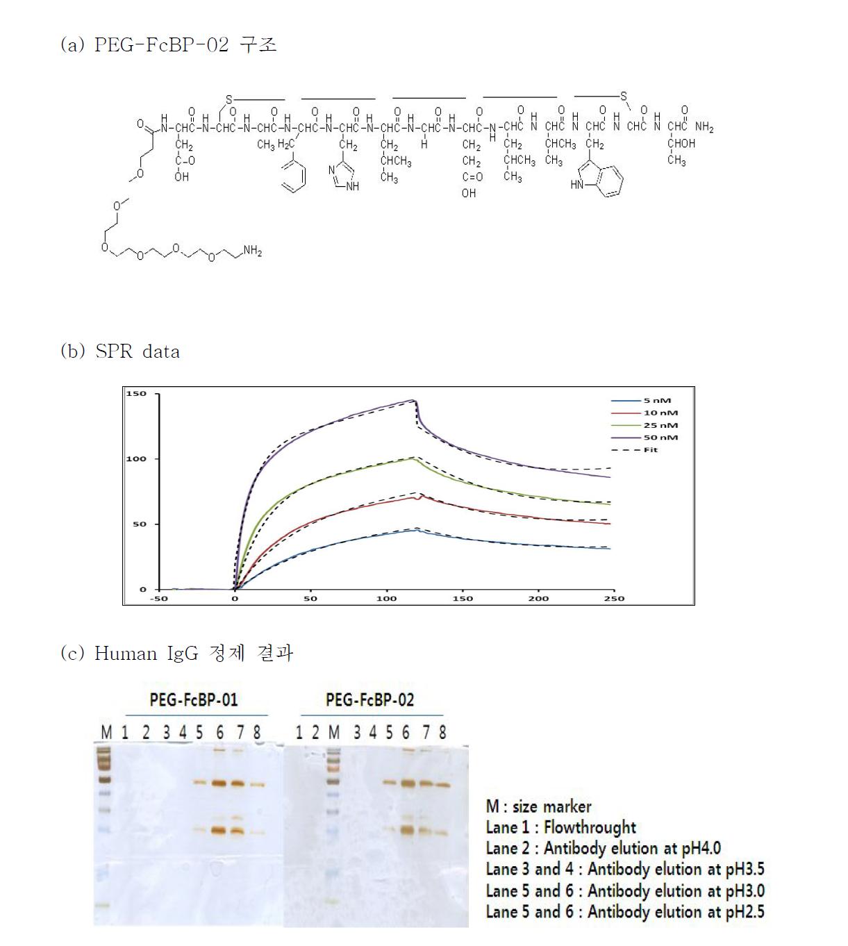 PEG-FcBP02의 구조(a)와 SPR을 이용한 affinity 측정 결과 (b) 및 Human IgG에 대한 항체 정제 결과(c)