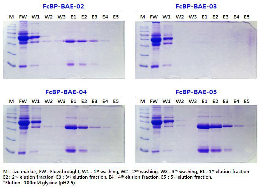 4종의 변형된 FcBP 펩타이드를 이용한 돼지혈청으로부터 항체 정제결과