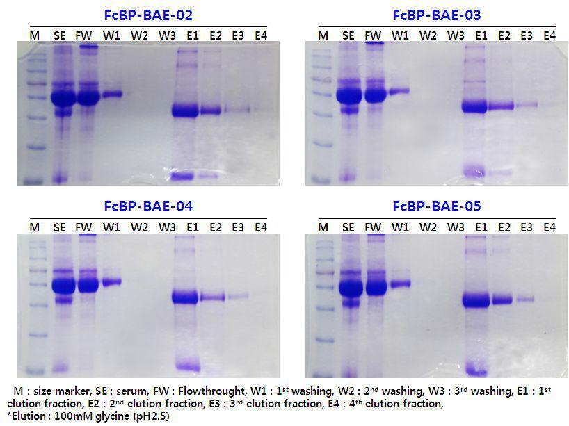 4종의 변형된 FcBP 펩타이드를 이용한 인간혈청으로부터 항체 정제결과
