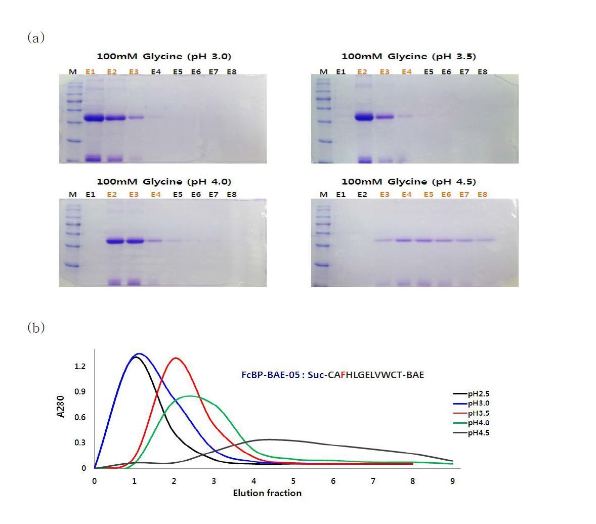 FcBP-BAE05 펩타이드의 pH에 따른 항체 용출 변화