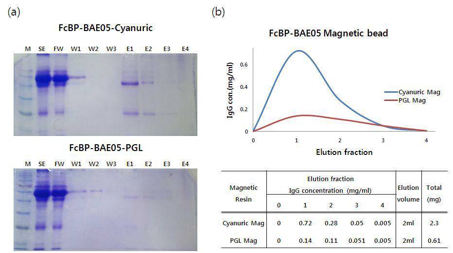 면역 침강용 FcBP 펩타이드 conjugated magnetic microparticle을 이용한 인간 항체 정제