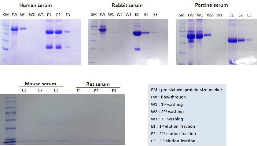 FcBP BAE04-6A 레진의 항체 source에 따른항체 정제능 관찰